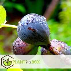 Mix fruitbomen - Set van 4 - Hoogte 25-40cm - ⌀9cm