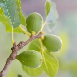 Mix fruitbomen - Set van 4 - Hoogte 25-40cm - ⌀9cm