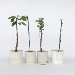 Mix fruitzuilen - Set van 8 - Malus, Pryus, Prunus - Hoogte 60-70cm - ⌀9cm