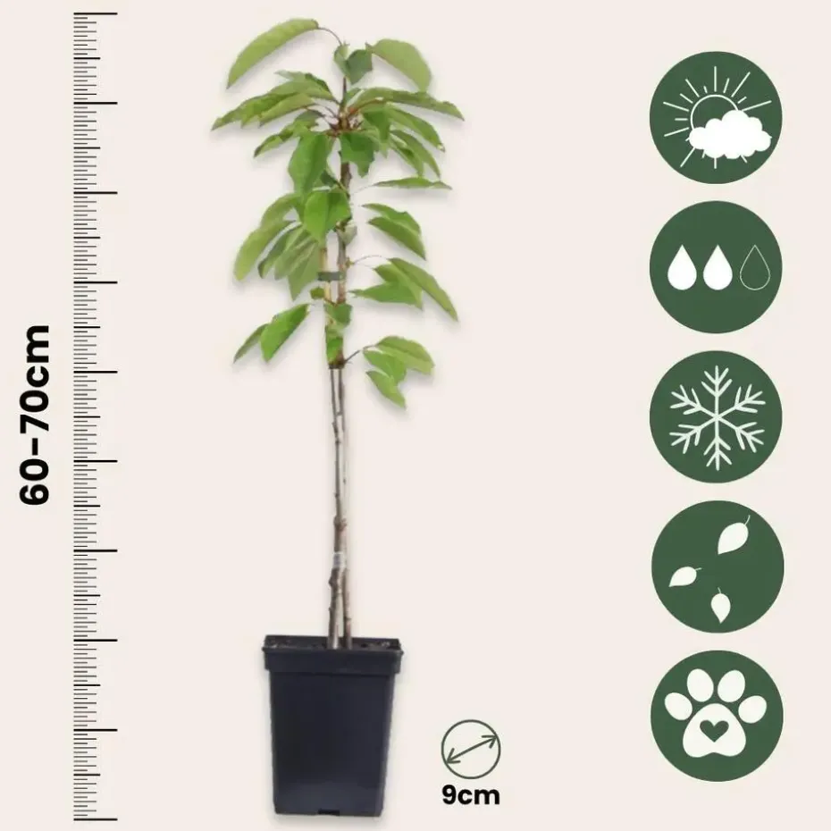 Mix fruitzuilen - Set van 8 - Malus, Pryus, Prunus - Hoogte 60-70cm - ⌀9cm