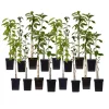 Mix fruitzuilen - Set van 16 - Malus, Pryus, Prunus - Hoogte 60-70cm - ⌀9cm