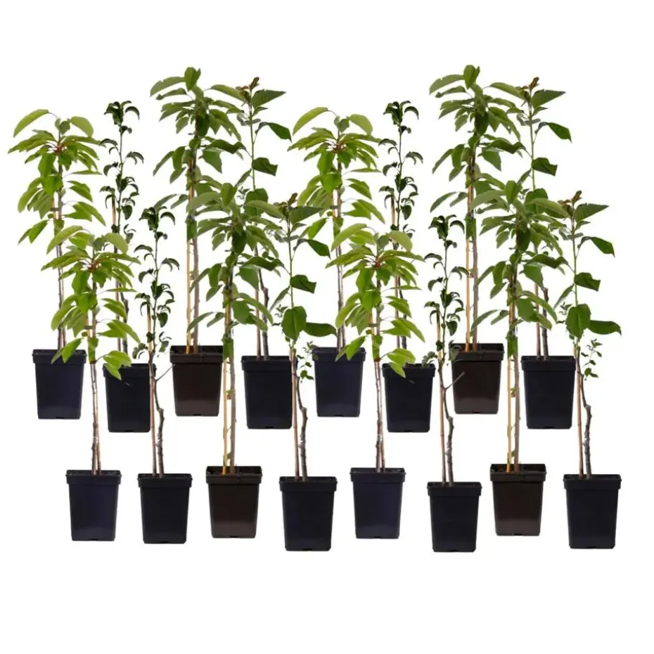 Mix fruitzuilen - Set van 16 - Malus, Pryus, Prunus - Hoogte 60-70cm - ⌀9cm