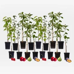 Mix fruitzuilen - Set van 16 - Malus, Pryus, Prunus - Hoogte 60-70cm - ⌀9cm