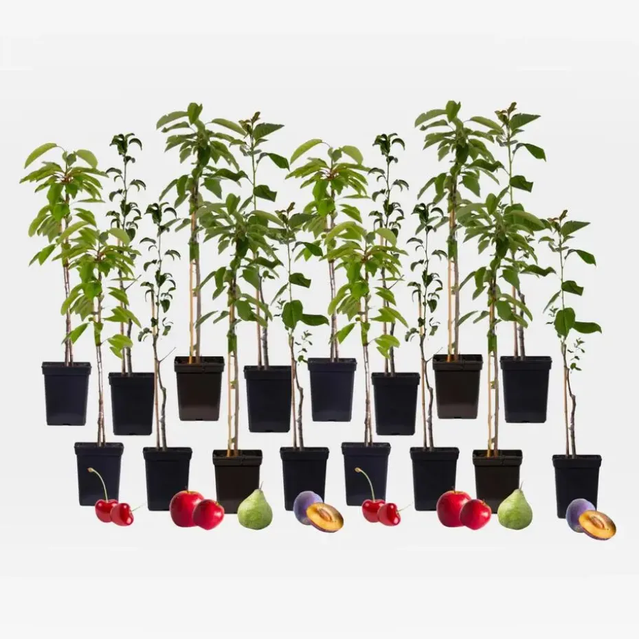 Mix fruitzuilen - Set van 16 - Malus, Pryus, Prunus - Hoogte 60-70cm - ⌀9cm