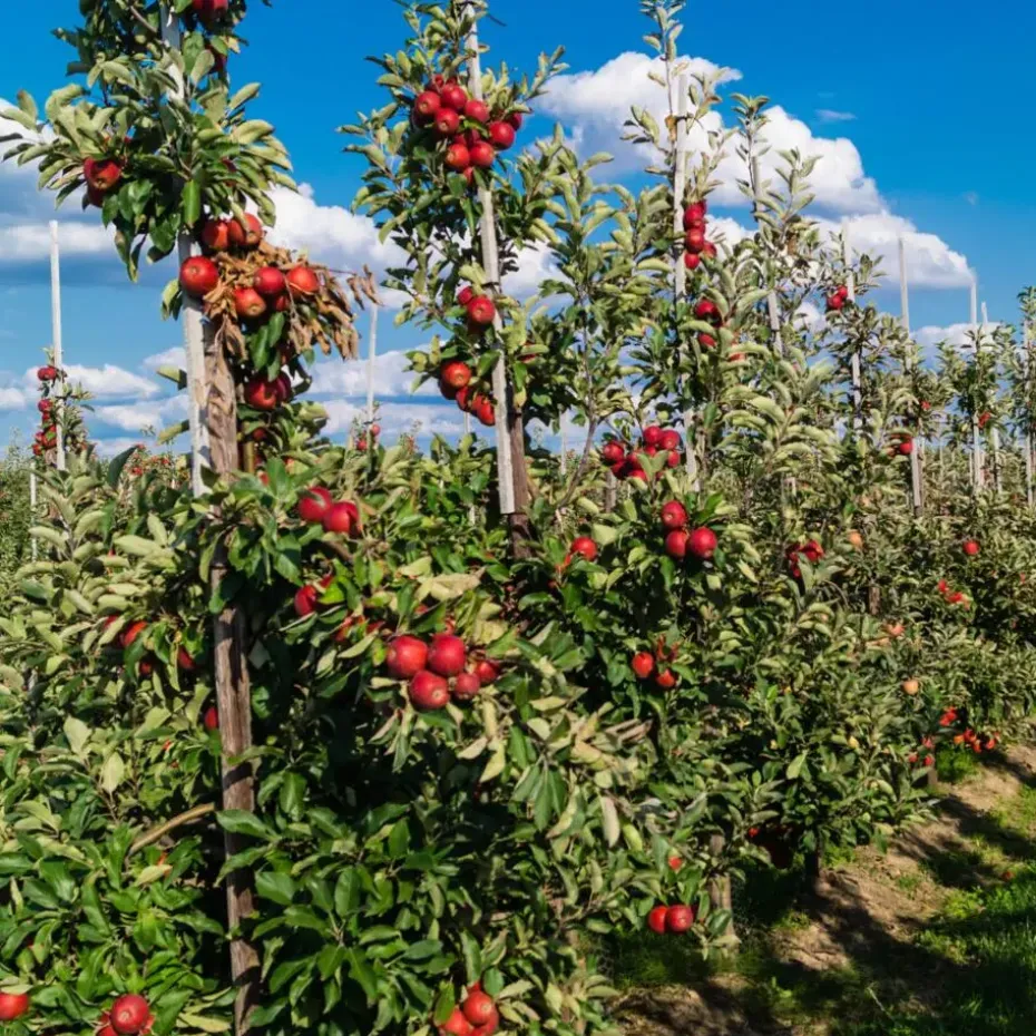 Mix fruitzuilen - Set van 16 - Malus, Pryus, Prunus - Hoogte 60-70cm - ⌀9cm