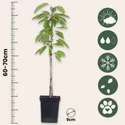 Mix fruitzuilen - Set van 16 - Malus, Pryus, Prunus - Hoogte 60-70cm - ⌀9cm