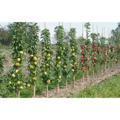 Mix fruitzuilen - Set van 16 - Malus, Pryus, Prunus - Hoogte 60-70cm - ⌀9cm