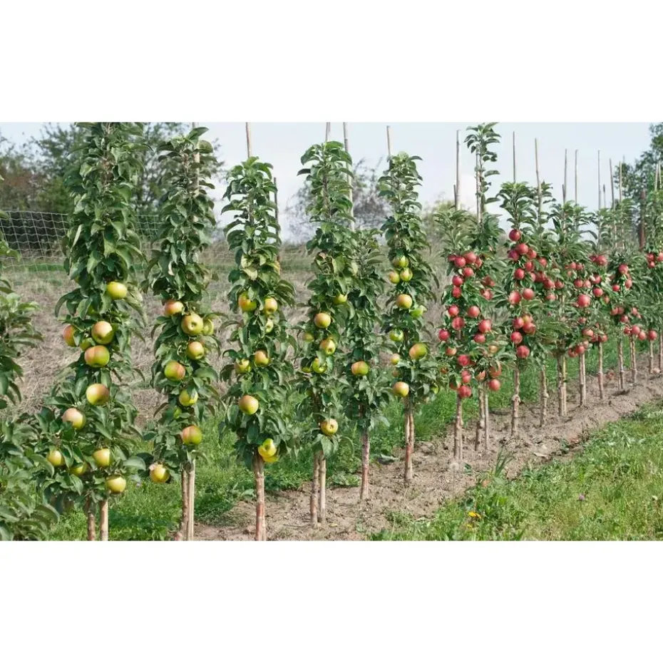 Mix fruitzuilen - Set van 16 - Malus, Pryus, Prunus - Hoogte 60-70cm - ⌀9cm