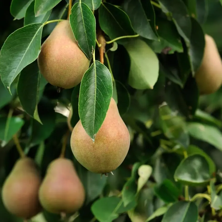 Mix fruitzuilen - Set van 16 - Malus, Pryus, Prunus - Hoogte 60-70cm - ⌀9cm