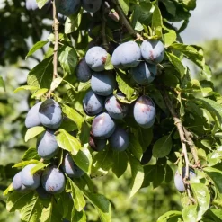 Mix fruitzuilen - Set van 16 - Malus, Pryus, Prunus - Hoogte 60-70cm - ⌀9cm