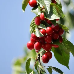 Mix fruitzuilen - Set van 16 - Malus, Pryus, Prunus - Hoogte 60-70cm - ⌀9cm