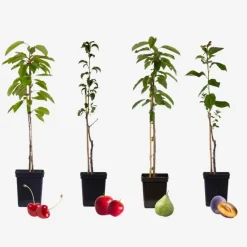 Mix fruitzuilen - Set van 4 - Malus, Pryus, Prunus - Hoogte 60-70cm - ⌀9cm