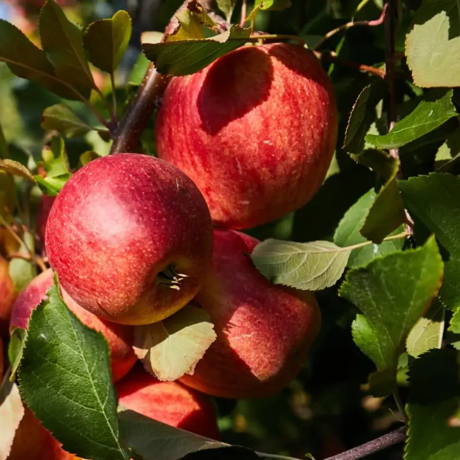 Mix fruitzuilen - Set van 4 - Malus, Pryus, Prunus - Hoogte 60-70cm - ⌀9cm