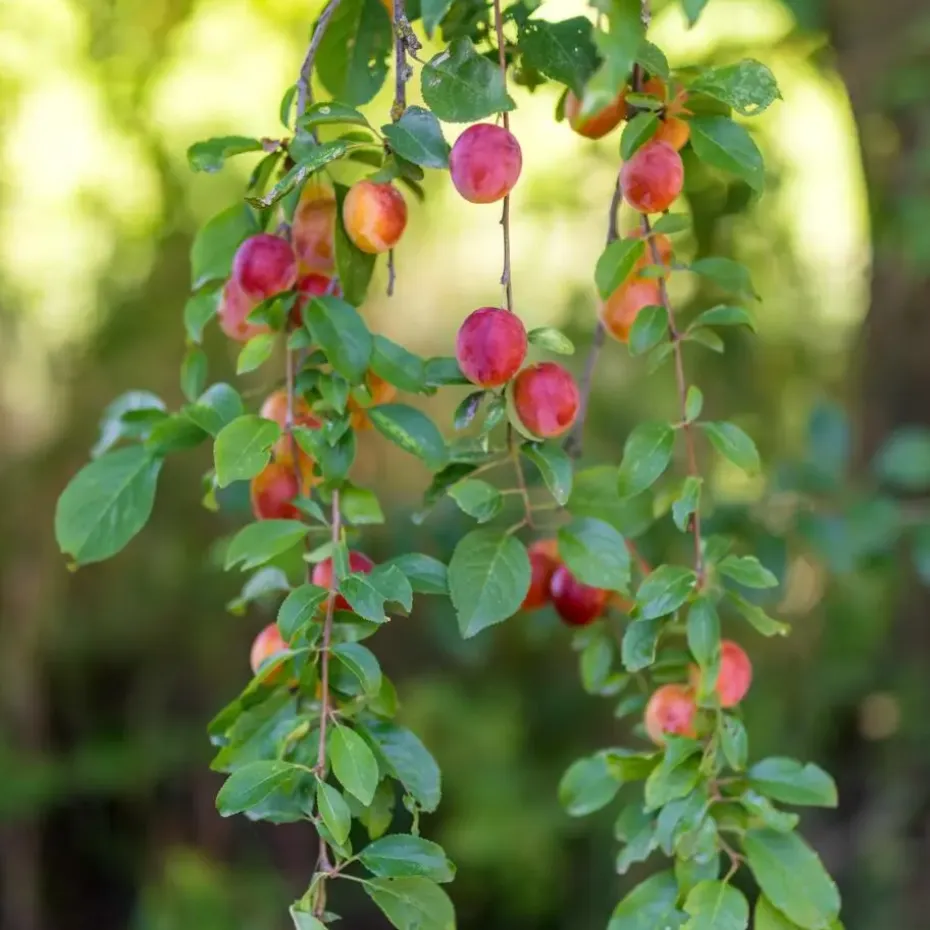 Mix fruitzuilen - Set van 4 - Malus, Pryus, Prunus - Hoogte 60-70cm - ⌀9cm