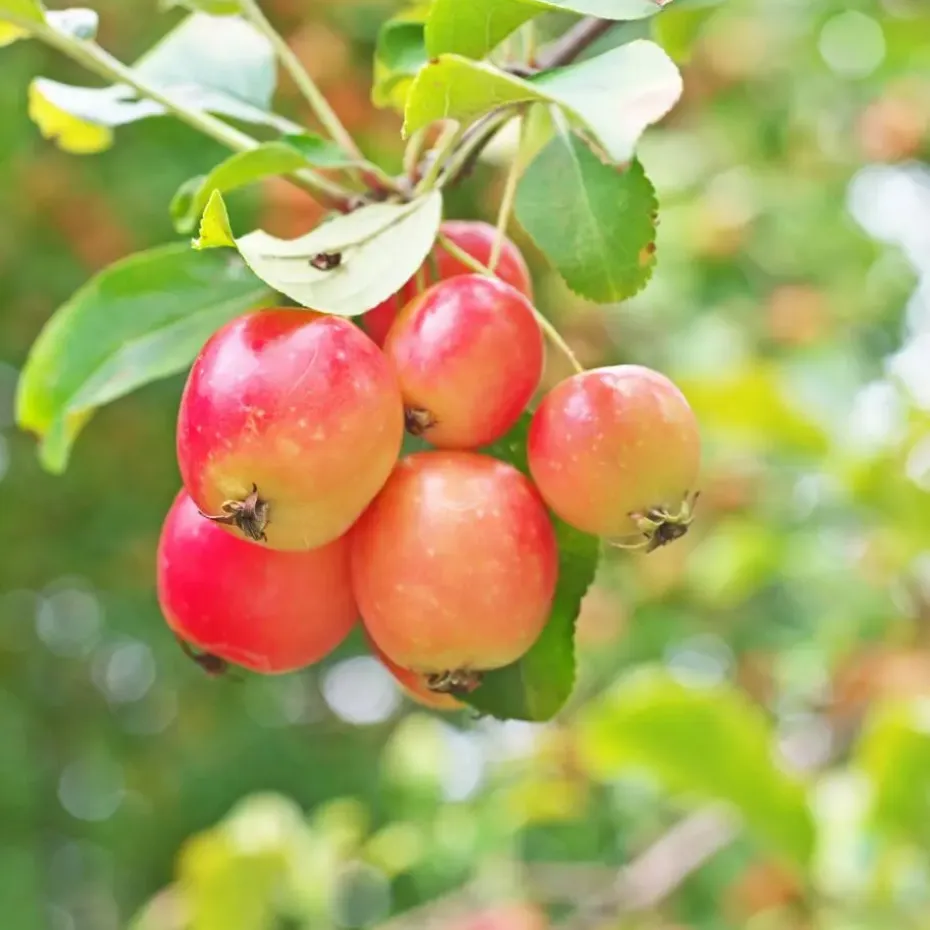 Mix fruitzuilen met plantenvoeding - Set van 4 - Hoogte 60-70cm - ⌀9cm