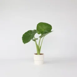 Olifantsoor - Alocasia 'Odora' - Hoogte 55-75cm - ⌀17cm