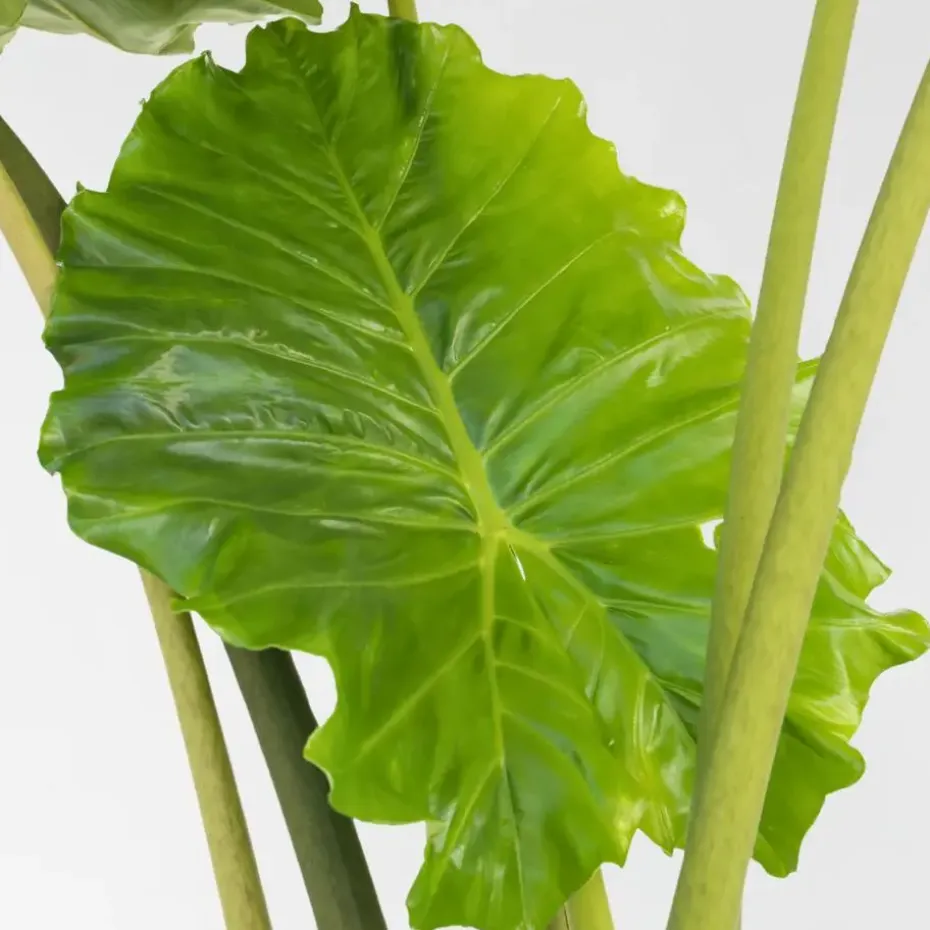 Olifantsoor - Alocasia 'Portodora' - Hoogte 110-120cm - ⌀32cm