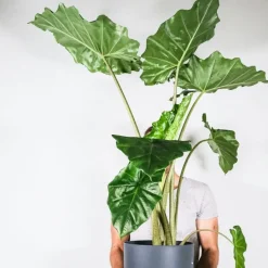 Olifantsoor - Alocasia 'Portodora' - Hoogte 110-120cm - ⌀32cm