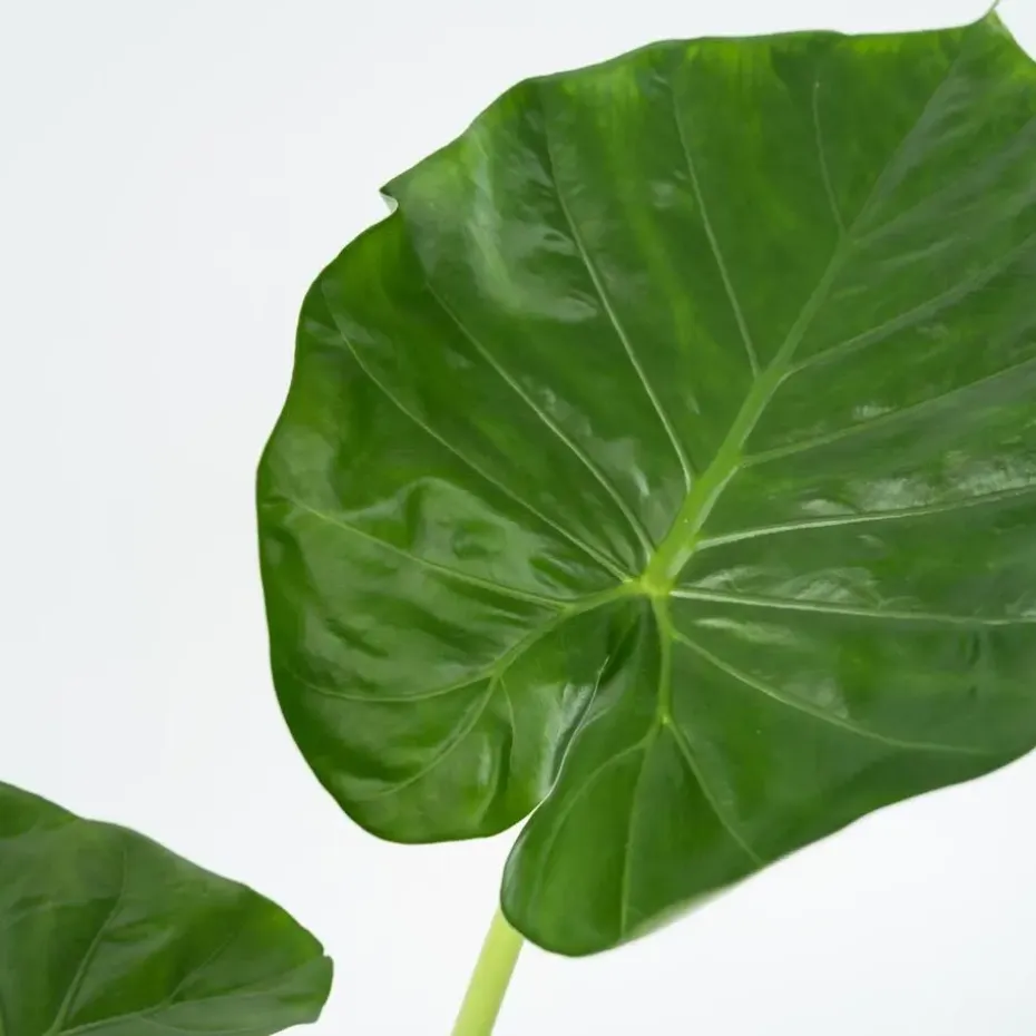 Olifantsoor - Set van 2 - Alocasia 'Macrorrhizos' - Hoogte 60-70cm - ⌀17cm