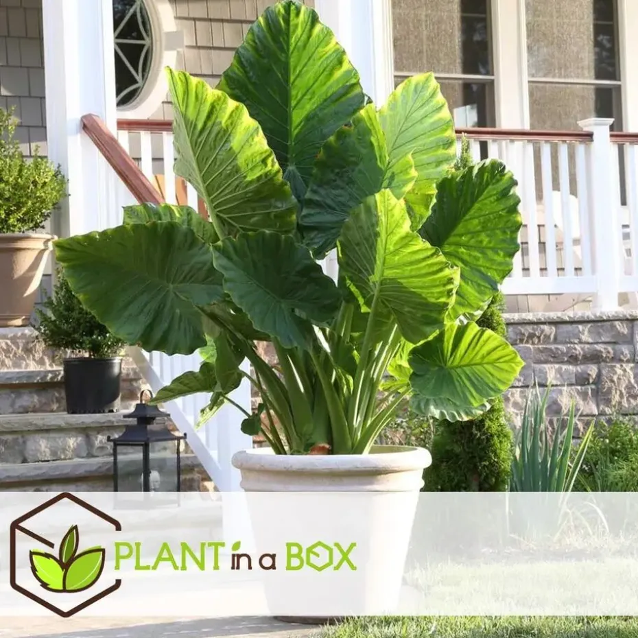Olifantsoor - Set van 4 - Alocasia 'Macrorrhizos' - Hoogte 60-70cm - ⌀17cm