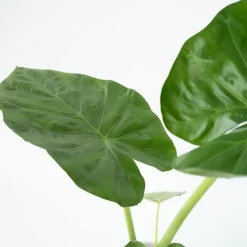 Olifantsoor - Set van 4 - Alocasia 'Macrorrhizos' - Hoogte 60-70cm - ⌀17cm
