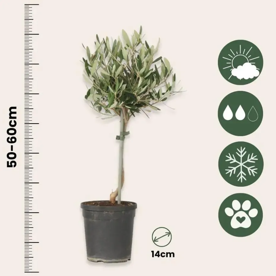 Olijfboom - Olea europaea - Hoogte 45-55cm - ⌀14cm