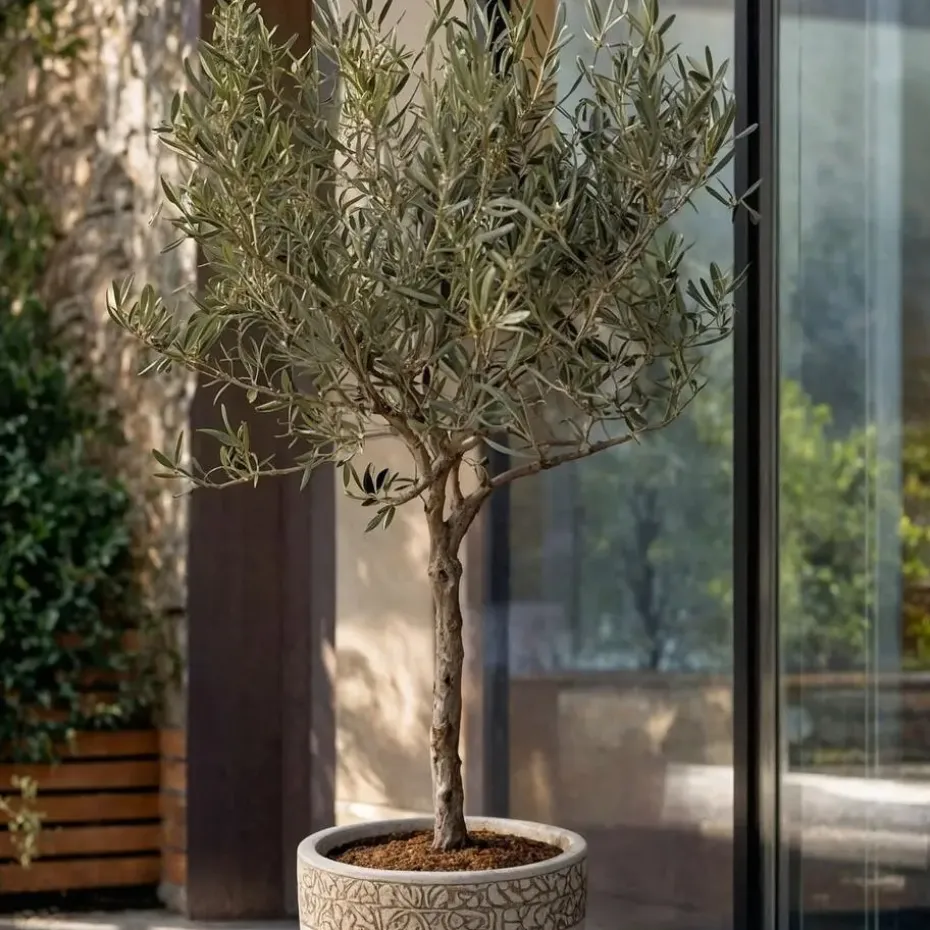 Olijfboom - Olea europaea - Hoogte 45-55cm - ⌀14cm