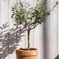 Olijfboom - Olea europaea - Hoogte 45-55cm - ⌀14cm