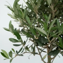 Olijfboom - Olea europaea - Hoogte 45-55cm - ⌀14cm