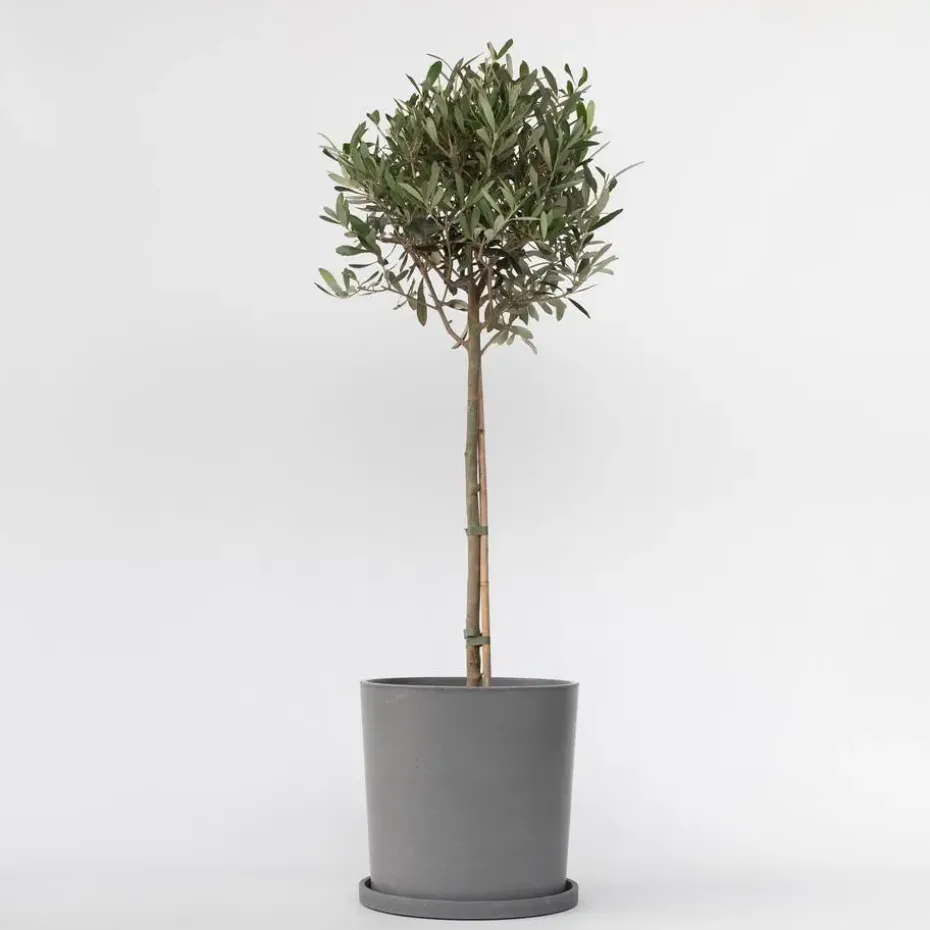 Olijfboom - Olea europaea - Hoogte 90-100cm - ⌀21cm