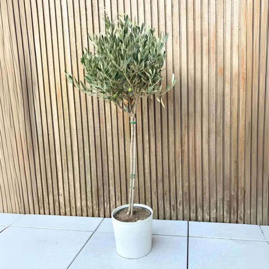 Olijfboom - Olea europaea - Hoogte 90-100cm - ⌀21cm