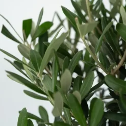 Olijfboom - Olea europaea - Hoogte 90-100cm - ⌀21cm