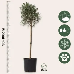 Olijfboom - Olea europaea - Hoogte 90-100cm - ⌀21cm