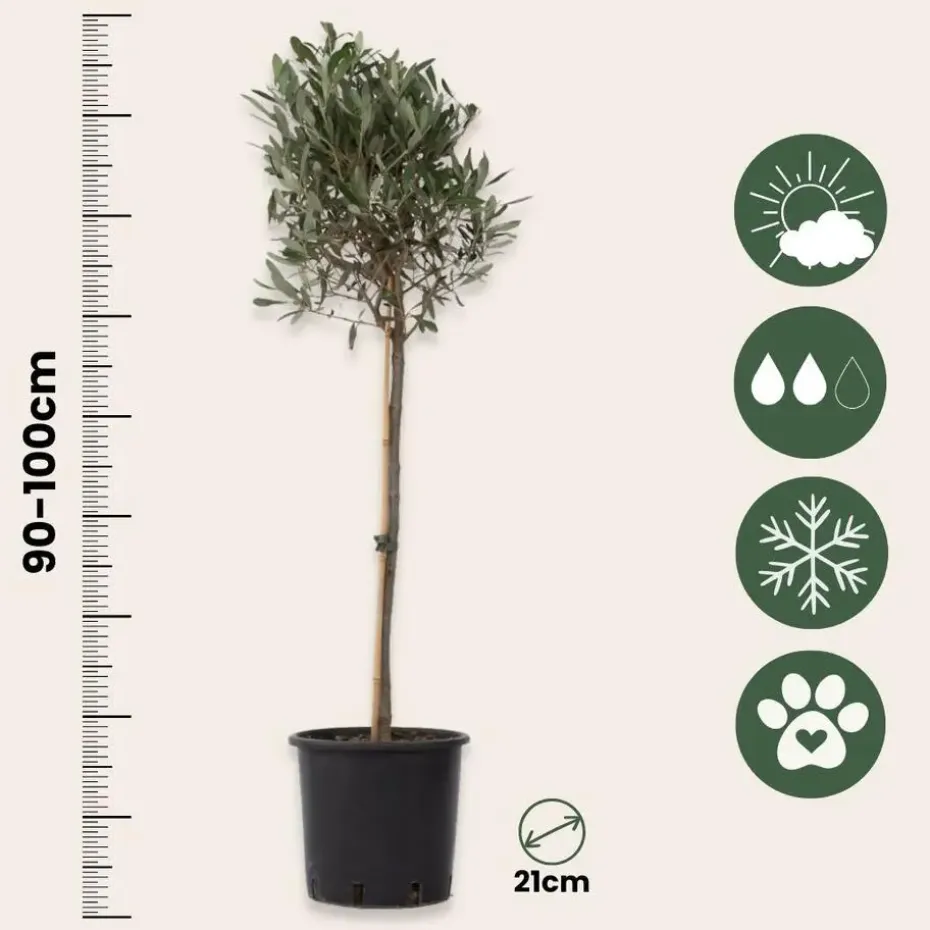 Olijfboom - Olea europaea - Hoogte 90-100cm - ⌀21cm