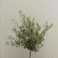 Olijfboom - Olea europaea - Hoogte 90-100cm - ⌀21cm