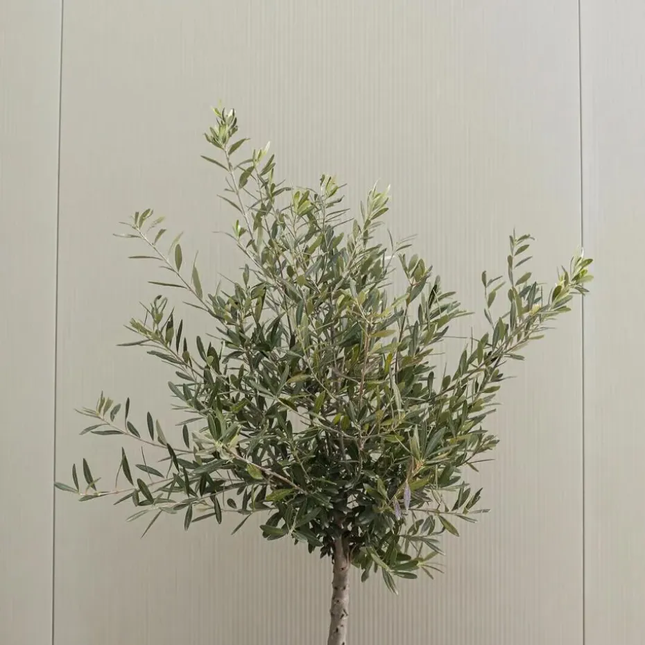 Olijfboom - Olea europaea - Hoogte 90-100cm - ⌀21cm