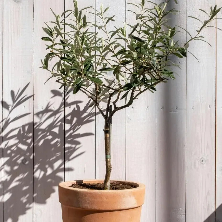 Olijfboom - Olea europaea - Hoogte 80-90cm - ⌀19cm