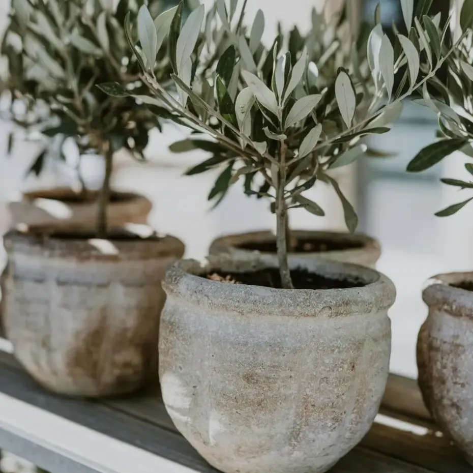 Olijfboom - Olea europaea - Hoogte 30-40cm - ⌀21cm