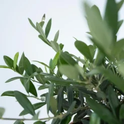 Olijfboom - Olea europaea - Hoogte 30-40cm - ⌀21cm