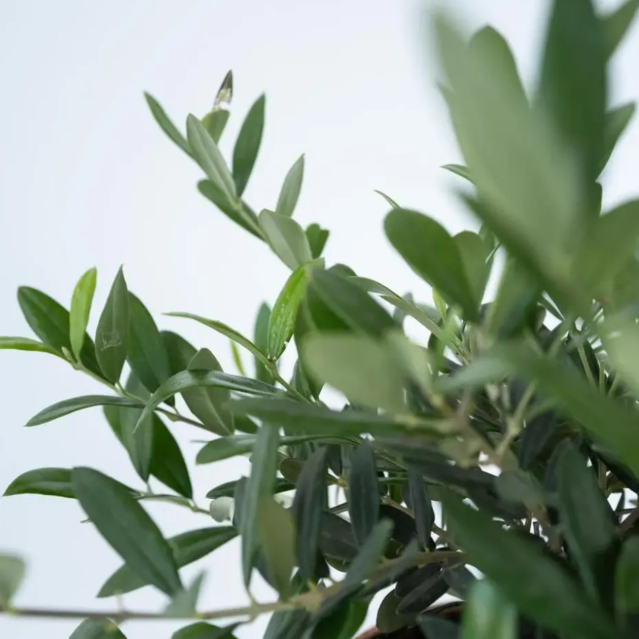 Olijfboom - Olea europaea - Hoogte 30-40cm - ⌀21cm