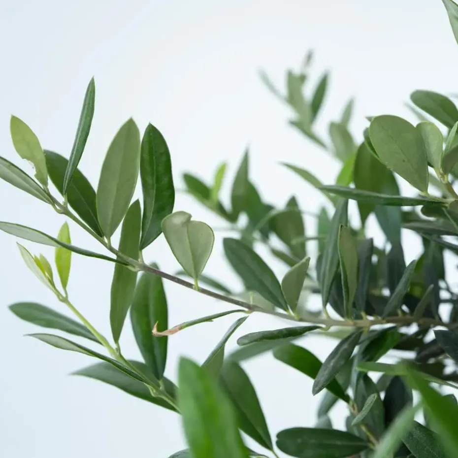 Olijfboom - Olea europaea - Hoogte 30-40cm - ⌀21cm