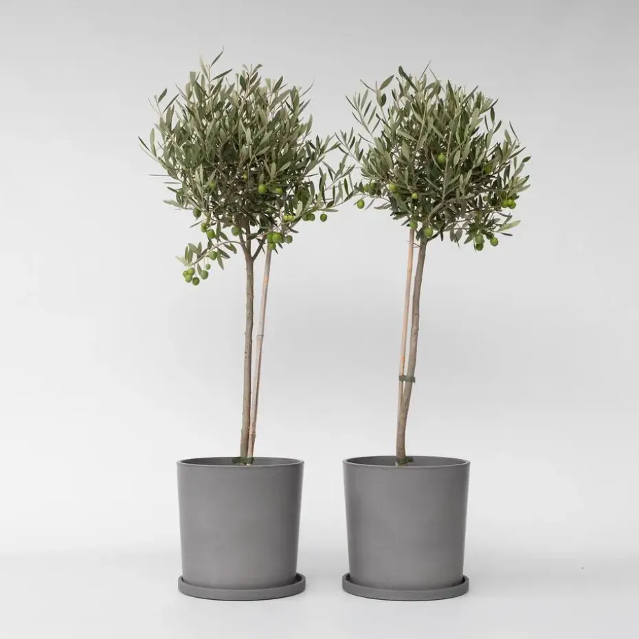 Olijfboom - Set van 2 - Olea europaea - Hoogte 80-90cm - ⌀19cm