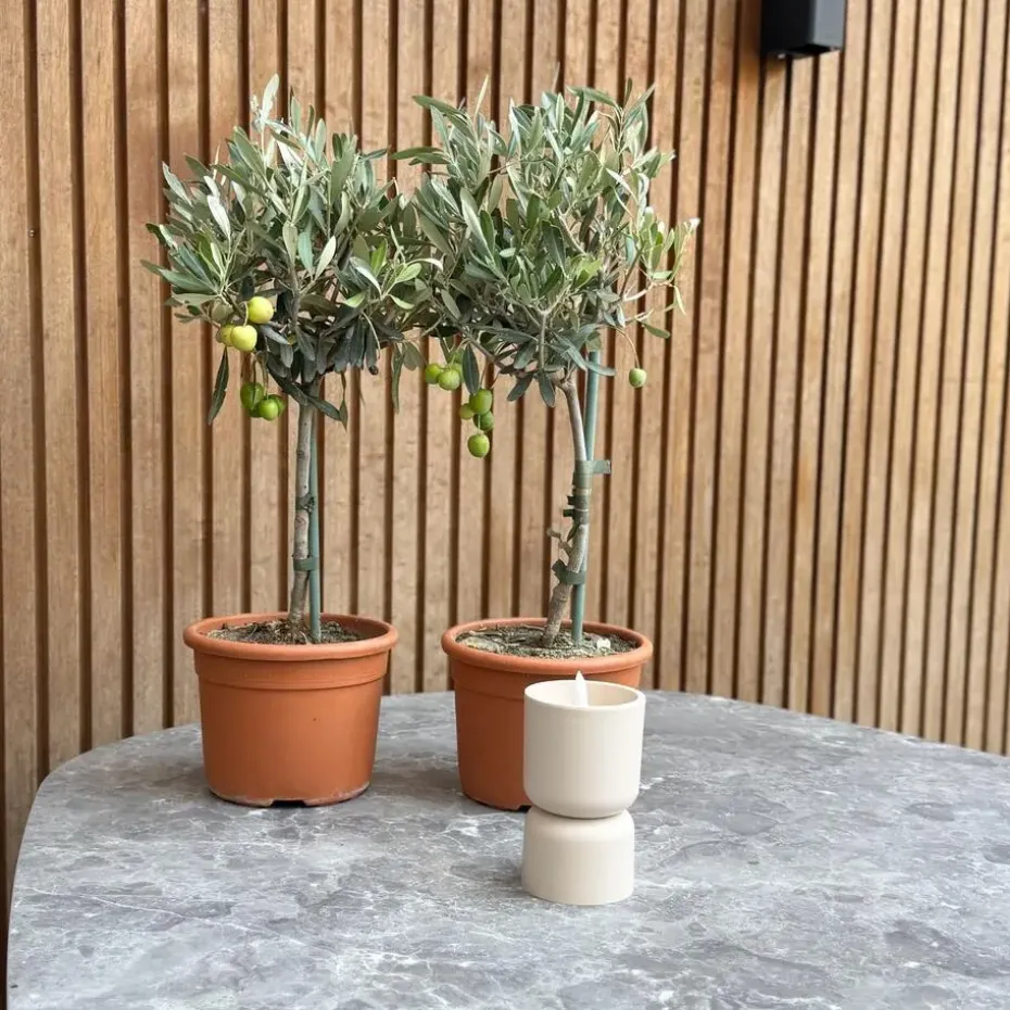 Olijfboom - Set van 2 - Olea europaea - Hoogte 50-60cm - ⌀14cm