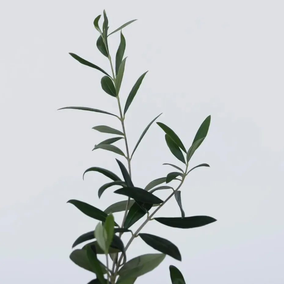 Olijfboom - Set van 2 - Olea europaea - Hoogte 25-40cm - ⌀9cm