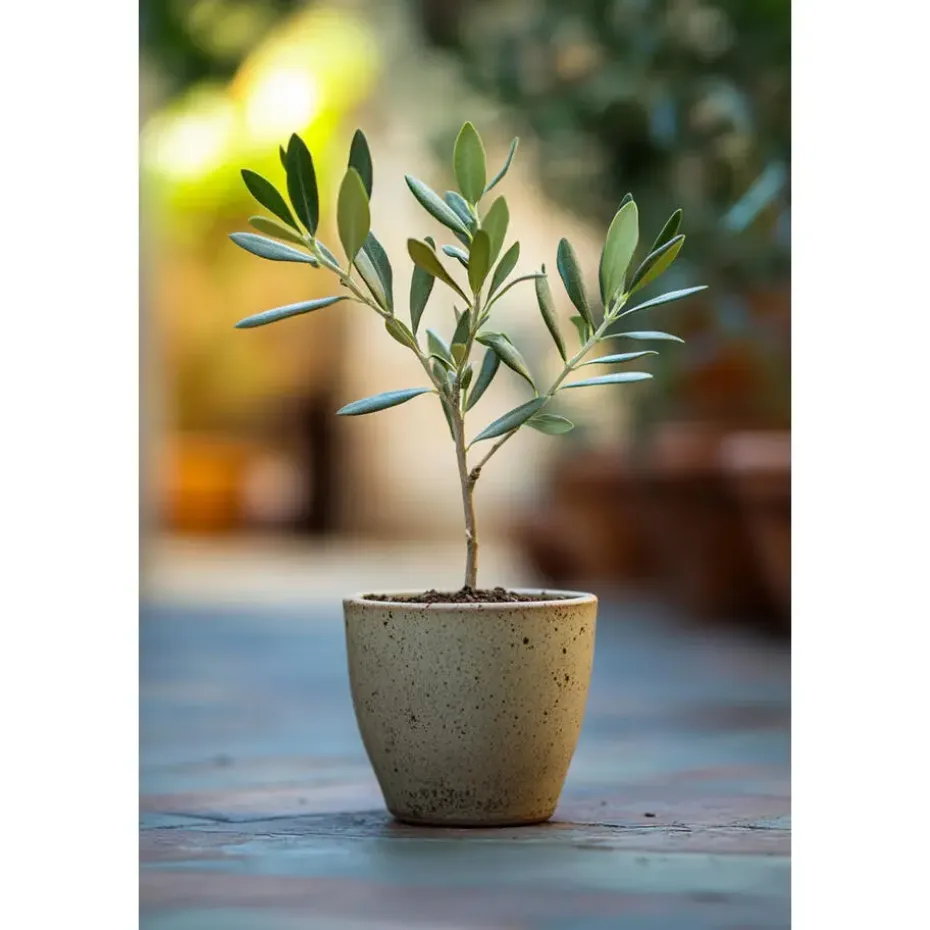 Olijfboom - Set van 2 - Olea europaea - Hoogte 25-40cm - ⌀9cm