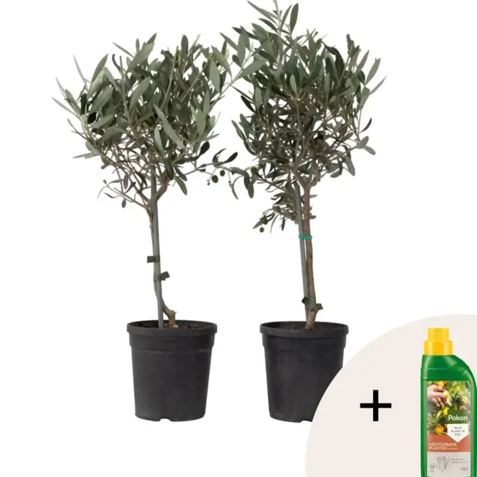 Olijfboom - Set van 2 - Olea europaea - Hoogte 50-60cm - ⌀14cm
