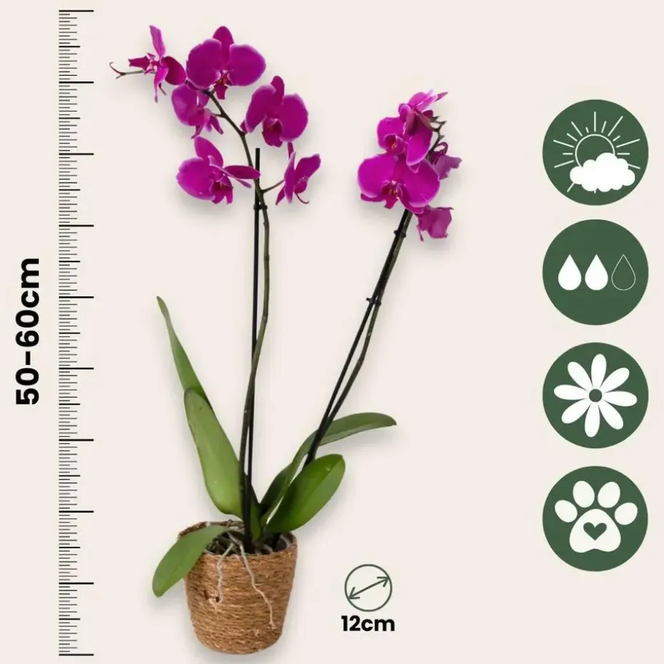 Orchidee - Phalaenopsis - Hoogte 50-60cm - ⌀12cm