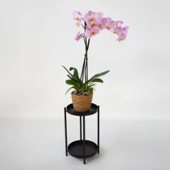 Orchidee - Phalaenopsis - Hoogte 50-60cm - ⌀12cm