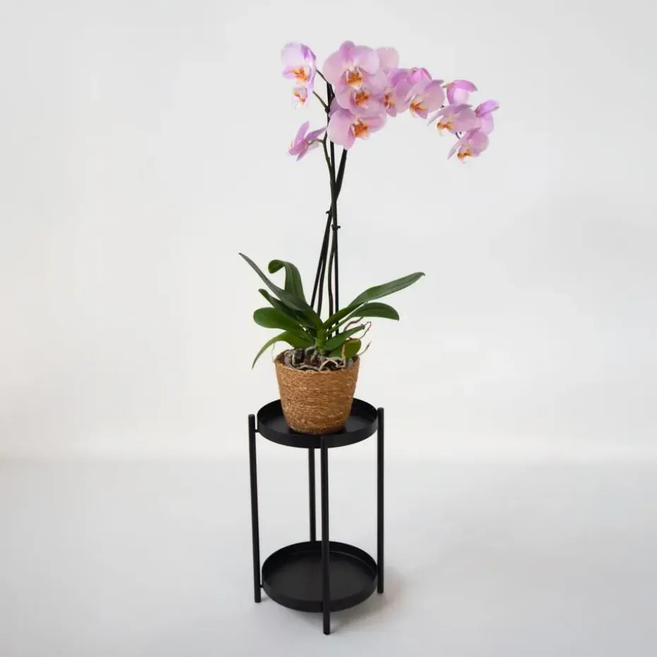Orchidee - Phalaenopsis - Hoogte 50-60cm - ⌀12cm