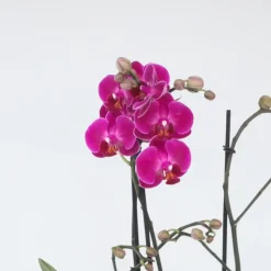 Orchidee paars - Phalaenopsis Multiflora - Hoogte 35-45cm - ⌀12cm